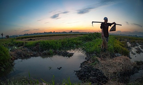 Ảnh tuyệt đẹp: Mùa gặt trên cánh đồng Bắc Bộ