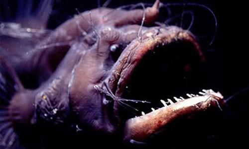 Khó đỡ kiểu sinh sản của cá quái vật Anglerfish