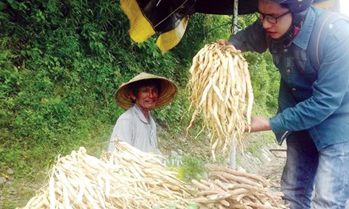 Mất sạch gia sản vì “thần thánh hóa” dược liệu