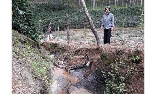 Dân kêu cứu vì cống thoát nước gây thiệt hại vườn cà phê