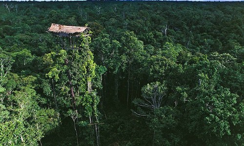 Hàng ngàn người leo lên cây sống vì sợ ma