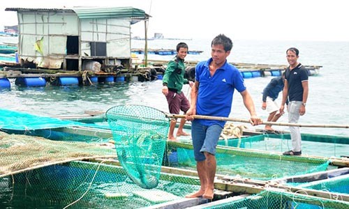 Hốt bạc tỷ nhờ nuôi tôm hùm, cá mú ở đảo Lý Sơn