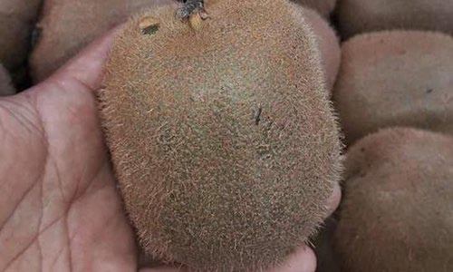 Hớ nặng vì kiwi Trung Quốc 25 ngàn bán 170 ngàn/kg