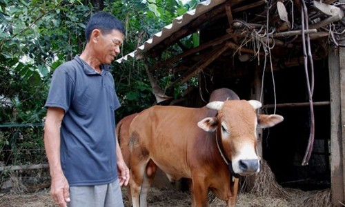 Gặp lại “con bò vô vọng” trong lũ dữ ở Quảng Bình 