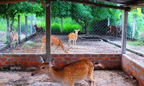 Tiền triệu mỗi lạng, nhung hươu nai vẫn đắt khách