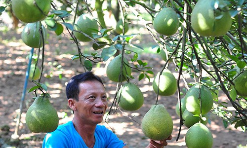 Nông dân lãi trên 1 tỷ mỗi năm từ vườn bưởi đặc sản