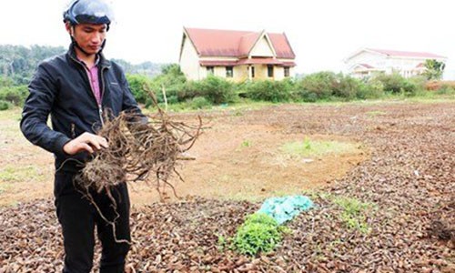 Đổ xô săn rễ “na rừng” bán cho thương lái