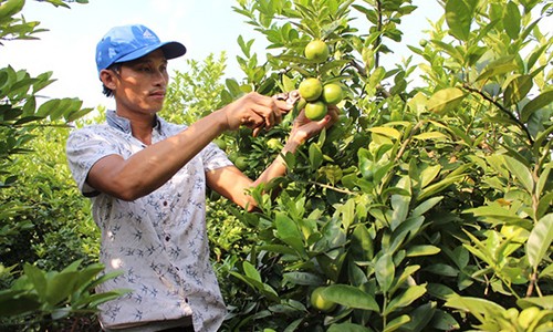 Trồng chanh tứ quý trên gốc bưởi, thu tiền tỷ