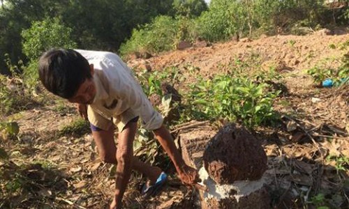 Trộm hài cốt, trộm luôn đất: Hành động ban ngày