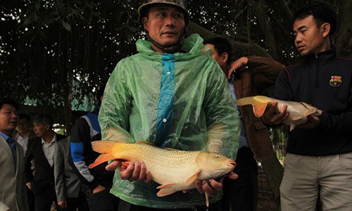 Kỳ tích nuôi cá “đẻ” ra tiền Tỷ