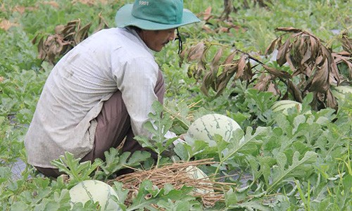 Quảng Ngãi: Mới đầu vụ nhưng ớt và dưa hấu đã "ngắc ngoải"