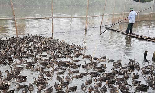 Mắc nợ với vịt trời