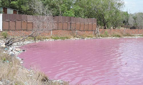 Vì sao hồ nước 10 ha chuyển màu tím ở Bà Rịa - Vũng Tàu