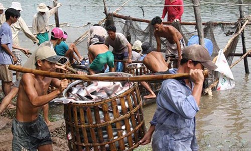 “Thương lái Trung Quốc xúi dân bỏ rau câu vào tôm“