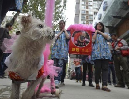 Lại "trò lố đại gia": Tổ chức đám cưới chó linh đình