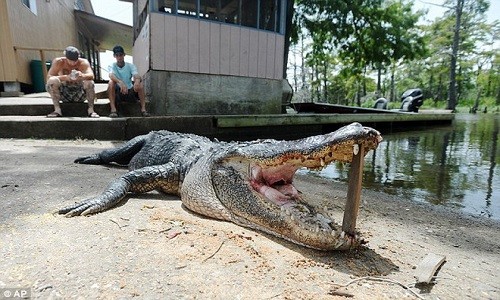 Vẻ ngoài đáng sợ của cá sấu vừa cắn chết người 