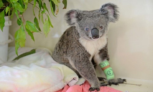 Koala có 2 màu mắt xanh nâu gây kinh ngạc tột độ