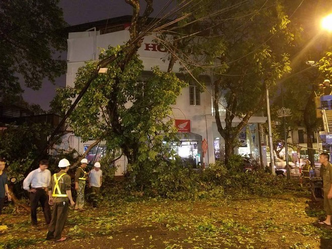 Hà Nội: Cây xanh đổ sau mưa làm một người nhập viện 