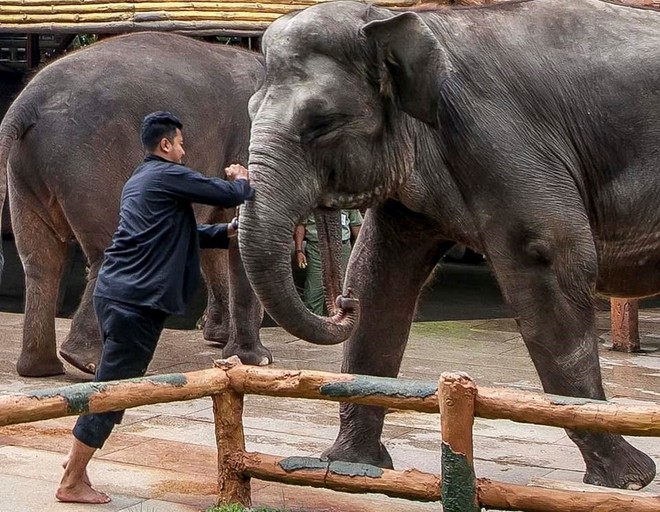 Phẫn nộ cảnh bạo hành voi cả trước mặt du khách 