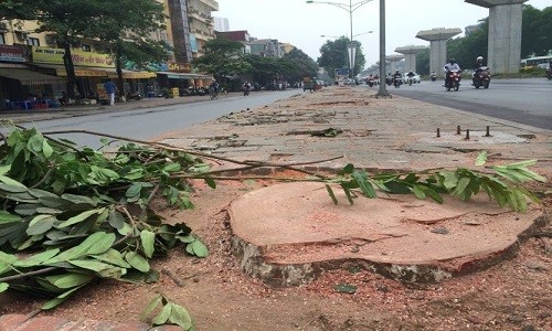 Chặt hàng trăm cây cổ thụ ở Hà Nội