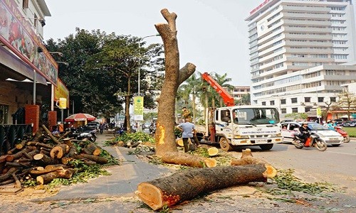 Hà Nội tiếp tục chặt hạ cây xanh nguy hiểm