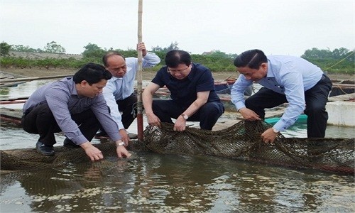 Phó Thủ tướng thị sát vùng cá chết hàng loạt