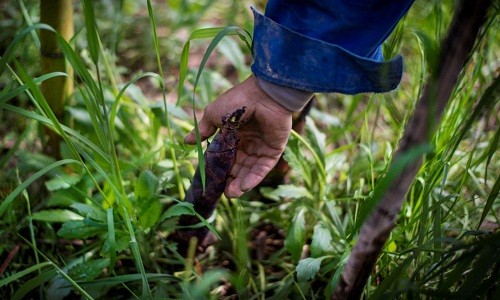 Rộn ràng mùa thu hoạch măng tươi ở Chiết Giang 