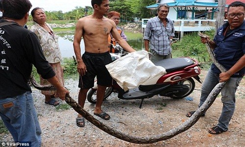 Thất kinh bắt được trăn khổng lồ trong nhà có trẻ em