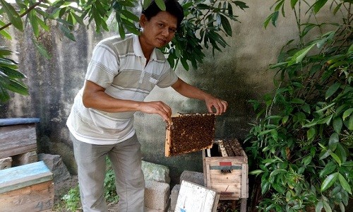 Thong thả nuôi ong ven biển, “bỏ lợn” 200 triệu/năm