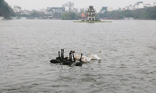 Dân Thủ đô ngỡ ngàng với đàn thiên nga bơi tung tăng giữa hồ Gươm