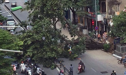 Hà Nội: Cây cổ thụ bật gốc, người đi đường hoảng loạn