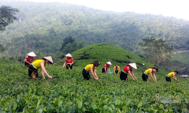 Kỳ tích trà Thái 5 triệu/kg, quà xách tay lãnh đạo 21 quốc gia 