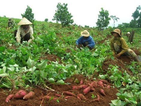 Rà soát hoạt động bất thường của thương lái TQ tại VN