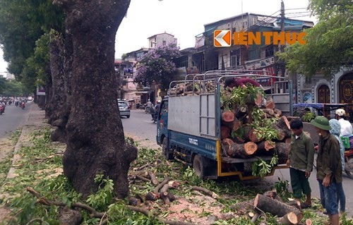 Hà Nội chi tới 36 triệu để... chặt một cây xà cừ