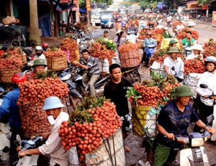 Vải Trung Quốc lan tràn thị trường Việt Nam