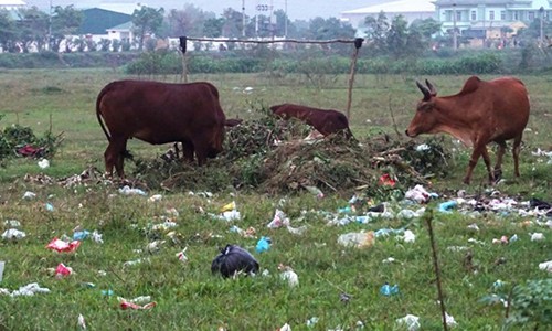 Hàng trăm héc-ta đất vàng bỏ hoang thành nơi chăn bò, đổ rác