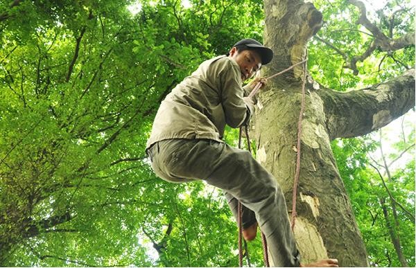 Khiếp đảm các "người nhện" hái sấu ở Hà Nội