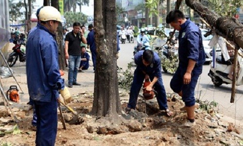 Hà Nội vẫn chưa kỷ luật cán bộ vụ chặt cây xanh