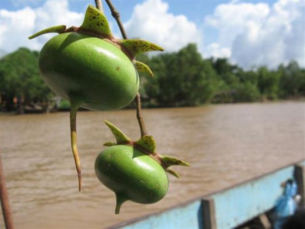 Khám phá trái bần miền Tây xuất ngoại “đẻ” ra tiền