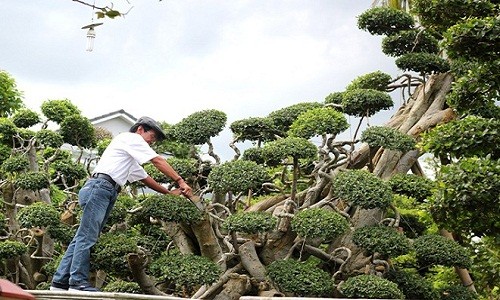 Đại gia Tây Ninh rao bán vườn kiểng “khủng” 170 tỷ đồng