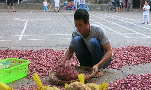 Tỏi Lý Sơn cháy hàng lấy đâu 300 tấn ế ở Hà Nội?