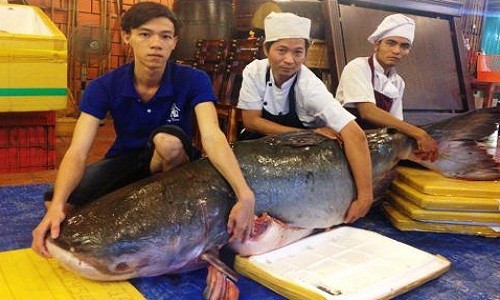 Cận cảnh cá tra khủng 200kg lên bàn nhậu đại gia Sài Gòn