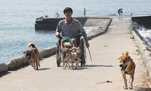 Rơi lệ chuyện đàn chó giúp chàng tật nguyền trên đảo Lý Sơn