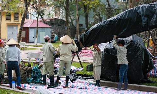 Cận cảnh chăm sóc hoa anh đào Nhật Bản về Hà Nội