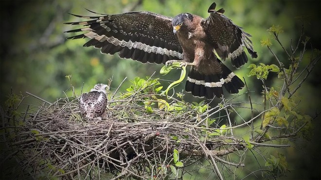 Tận mục loài chim quý trong Sách Đỏ: "Chuyên gia săn rắn" cực đỉnh