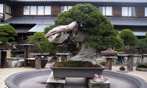 Đã mắt ngắm loạt bonsai cổ siêu đẹp, siêu dị