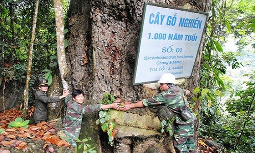 “Mỏ vàng” lộ thiên: Cánh rừng nghiến, trai cổ thụ nghìn năm tuổi 