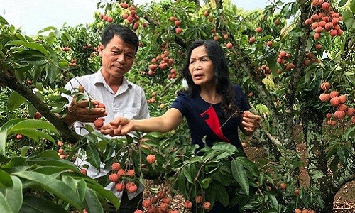 Cả huyện mất mùa, “phù thủy” vẫn bắt vải ra quả lúc lỉu 