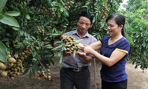 Nhãn lồng tiến Vua "đỉnh của đỉnh" trúng mùa, ước thu cả trăm tỷ