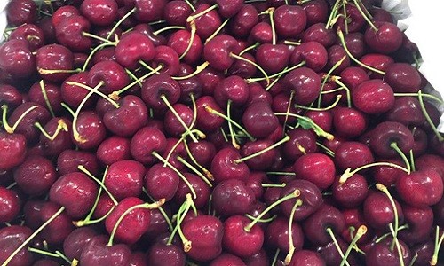 Ngỡ ngàng cherry Mỹ giá 200.000 đồng/kg ở siêu thị 